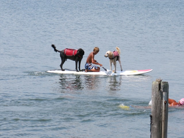 Dog Paddle Boarding