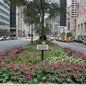 IMG_0917