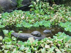 On our hotel grounds - Intercontinental in Tahiti