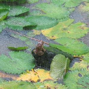 This frog seems to be enjoying the rain!