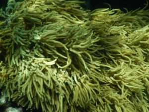 Soft coral, moving with the waves