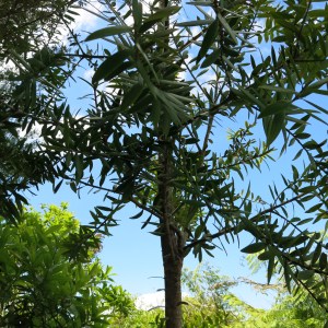 Young Kauri tree