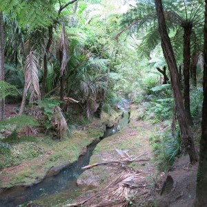 Tree ferns