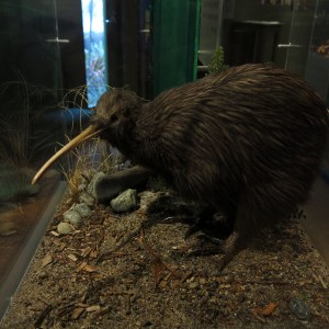Kiwi bird