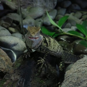 Eastern Water Dragon