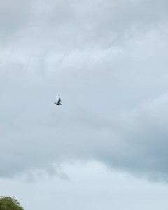 IMG_2615