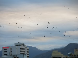 IMG_3011