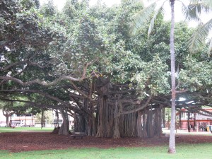 Banyan tree