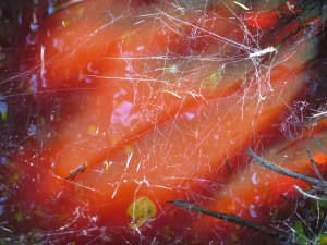 Spider web over water made red by Red Mangrove leaves.