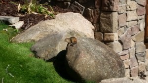 Chipmunk waiting for me to go away.