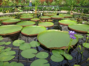 Water Lily House