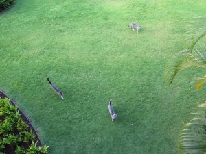 Pest elimination services